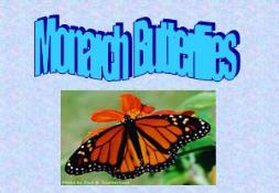 Butter flies PowerPoint Presentation