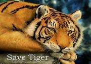 Save Tiger Save Earth Powerpoint Presentation