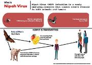 What is Nipah Virus Powerpoint Presentation