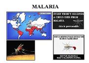 Protists Malaria Powerpoint Presentation