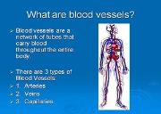 What Are Blood Vessels Powerpoint Presentation