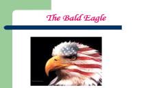 The Bald Eagles PowerPoint Presentation