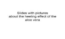 Slides with picutes about the heeling effect of the aloe vera PowerPoint Presentation