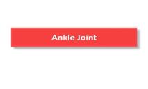 Ankle Joint PowerPoint Presentation