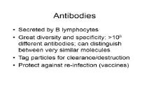 Antibodies PowerPoint Presentation