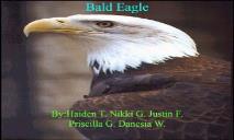 About Bald Eagle PowerPoint Presentation