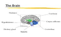 About The Human Brain PowerPoint Presentation