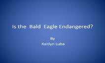 Is The Bald Eagle Endangered PowerPoint Presentation