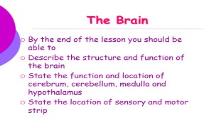 The brain structure and functions PowerPoint Presentation