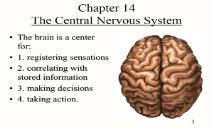 Introduction of Human Brain PowerPoint Presentation