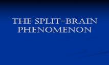 The Split brain Phenomena PowerPoint Presentation