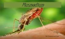 Disease Malaria PowerPoint Presentation
