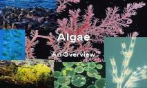 Algae PowerPoint Presentation