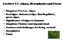 Algae Bryophytes and Ferns PowerPoint Presentation