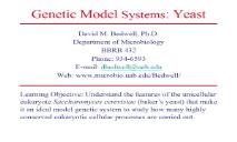 Genetic Model Systems Yeast  PowerPoint Presentation
