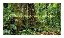 Animals in the Amazon rainforest PowerPoint Presentation