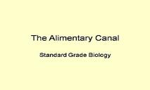 The Alimentary Canal PowerPoint Presentation