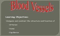 Blood Vessels PowerPoint Presentation