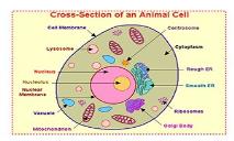 Cross Section Of Animal Cells PowerPoint Presentation