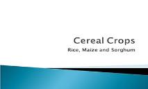 Cereal Crops PowerPoint Presentation