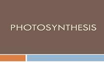 Photosynthesis PowerPoint Presentation