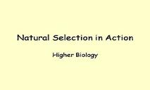 Natural Selection In Action PowerPoint Presentation