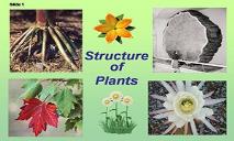 Plant Structure Adaptations And Responses PowerPoint Presentation