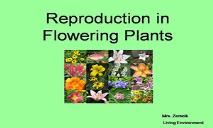 Reproduction In Flowering Plants PowerPoint Presentation