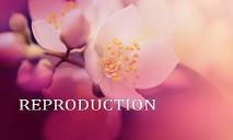 Reproduction In Plants PowerPoint Presentation