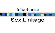 Sexlinkage PowerPoint Presentation