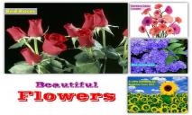 Beuatiful Flowers PowerPoint Presentation
