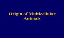 Origin of Multicellular Animals PowerPoint Presentation