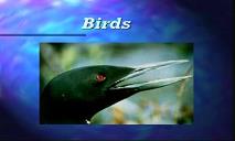 Birds (Biology Junction) PowerPoint Presentation