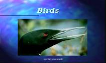 Birds Biology Junction PowerPoint Presentation