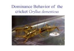 Investigating dominance hierarchies in crickets PowerPoint Presentation