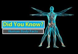 Human Body Facts Powerpoint Presentation