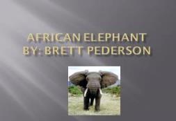 African Elephant PowerPoint Presentation