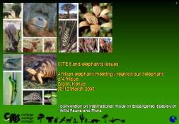 African elephant meeting Mombasa PowerPoint Presentation