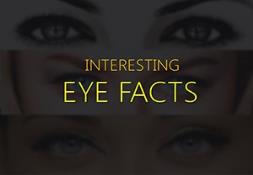 Interesting Eye Facts Powerpoint Presentation