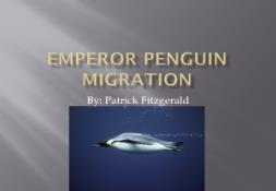 Emperor penguin migration PowerPoint Presentation
