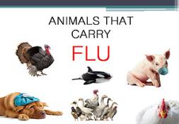 Animals That Carry Flu Powerpoint Presentation