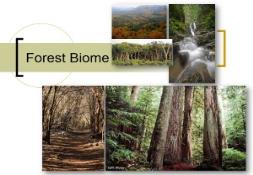 Forest Biome PowerPoint Presentation