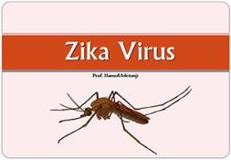 Zika Virus Disease Powerpoint Presentation