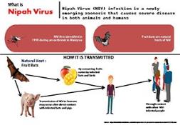 What is Nipah Virus PowerPoint Presentation