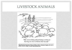 Livestock Animals Powerpoint Presentation