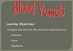 Blood Vessels Powerpoint Presentation