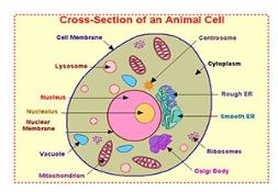Cross Section Of Animal Cells Powerpoint Presentation