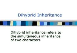 Dihybridinheritance Powerpoint Presentation