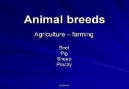 Farm Animal Breeds Powerpoint Presentation