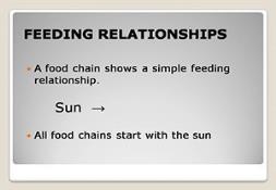 Feeding Relationships Powerpoint Presentation